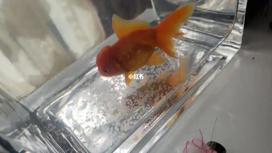 鱼宝宝  #金鱼宝宝  #狮子头金鱼  #鱼产卵