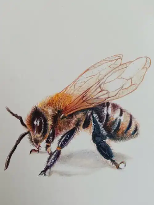 彩铅昆虫大蜜蜂