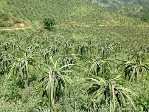 一眼望不到边的火龙果地里,每个来到火龙果地的游客都想摘地里最大最