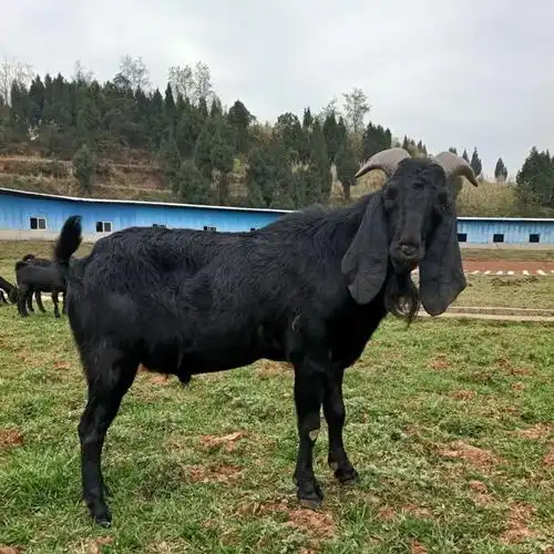 努比亚山羊大耳朵羊专业养羊户养殖