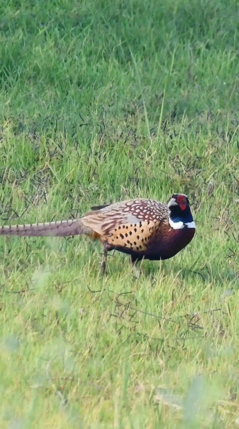 野鸡(环颈雉鸡)#原创摄影 #鸟类实拍 #神奇动物在抖音 # - 抖音
