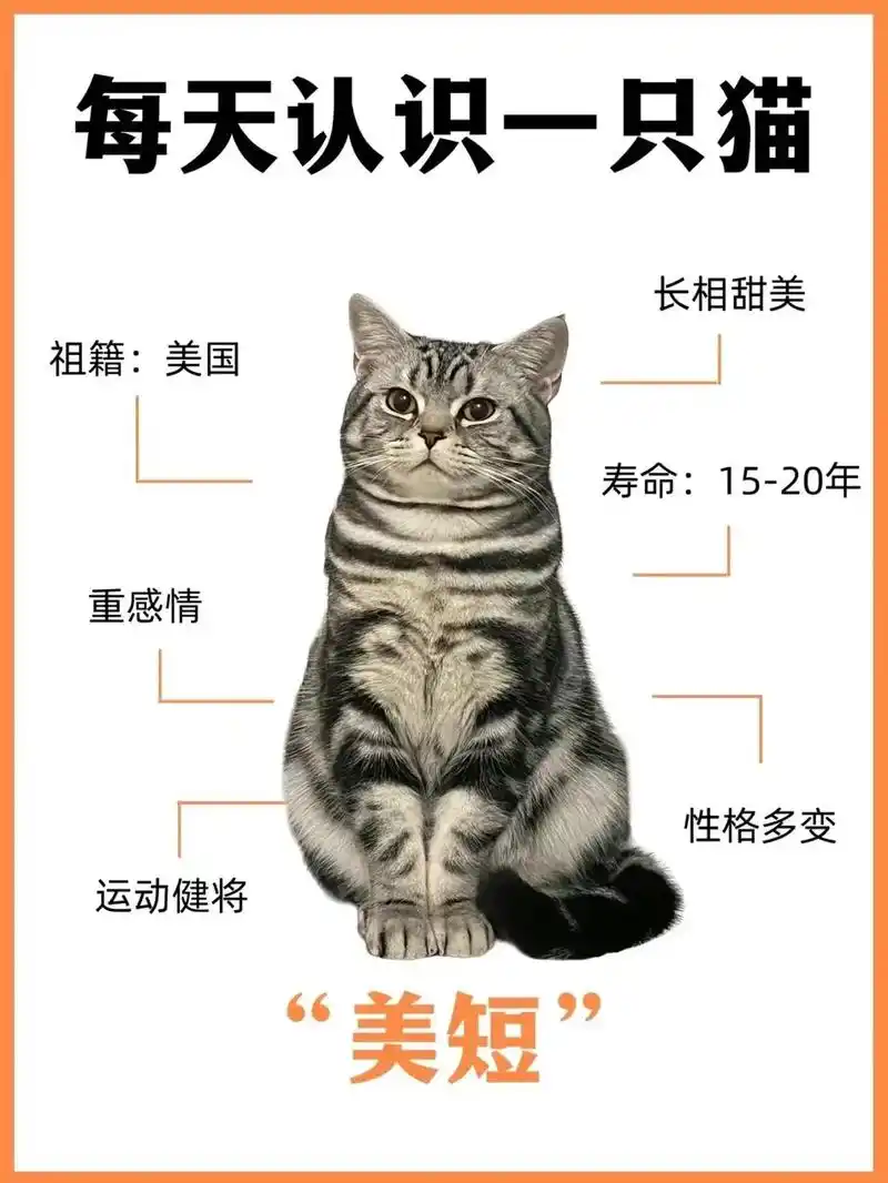 适合新手饲养的猫猫【美国短毛猫】它被誉为孟加拉豹猫和英国短毛
