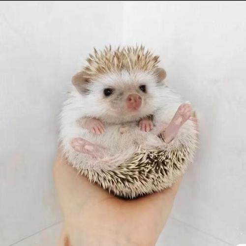 非洲迷你小刺猬活物刺猬宝宝幼崽动物自家繁殖宿舍小宠物健康可爱