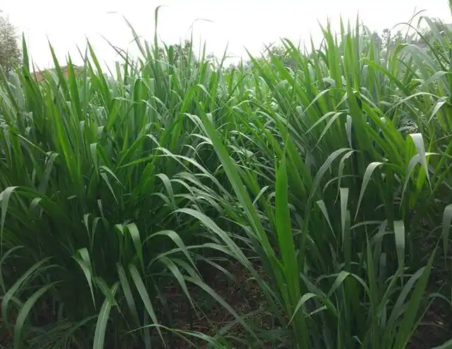 台湾甜象草的利用价值高