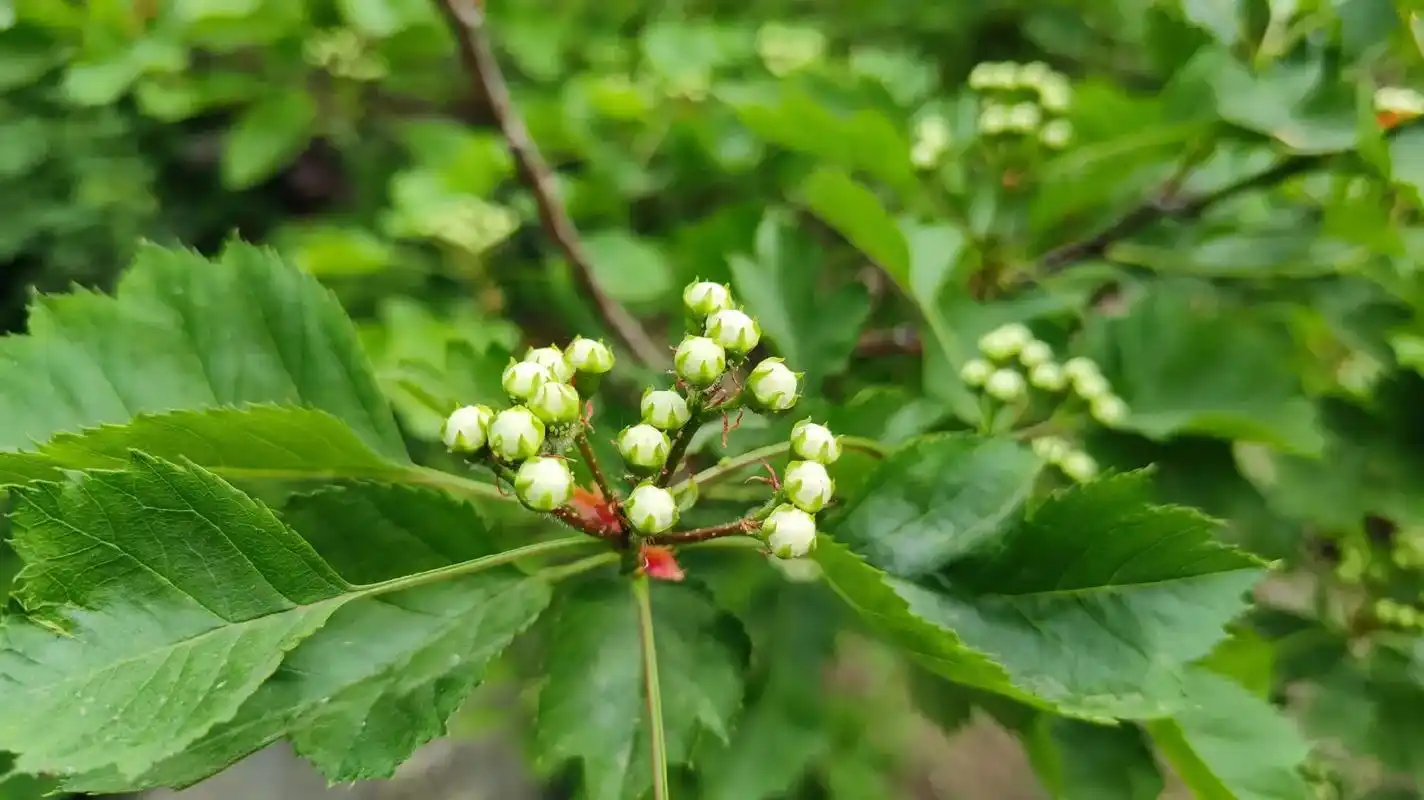 泰州家中小院的山楂树开花了.