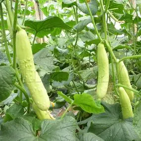 烟台海阳白皮黄瓜种子刺少中早熟节节有瓜水果黄瓜种子蔬菜种子