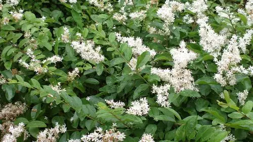 小区里开小碎白花的绿色低矮灌木是啥子品种?