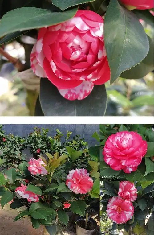 四季茶花新品种夏日系列夏梦小旋璇重瓣复色树苗盆栽阳台花卉庭院一颗