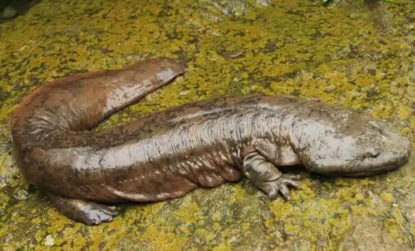 这个是大鲵,俗称娃娃鱼.