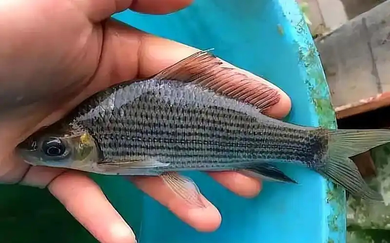 这种黑鲤鱼叫"岩原鲤",若捕捞到请放生:吃不得也钓不得