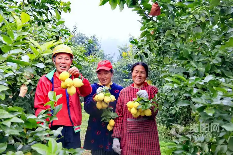 安岳绿色柠檬经济为乡村振兴添活力