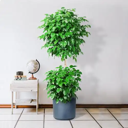 绿宝树_幸福树盆栽大棵客厅绿植老桩绿宝树粗杆大型植