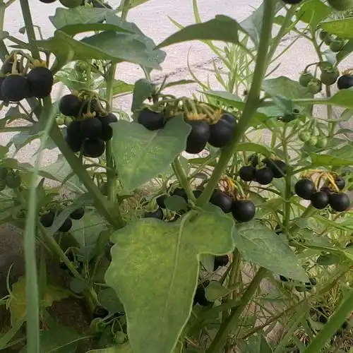 现采新鲜野生中草药材龙葵七粒扣天茄子苦菜天天茄天泡草黑茄500g