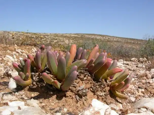 多肉欣赏,南非野生番杏—银叶花属