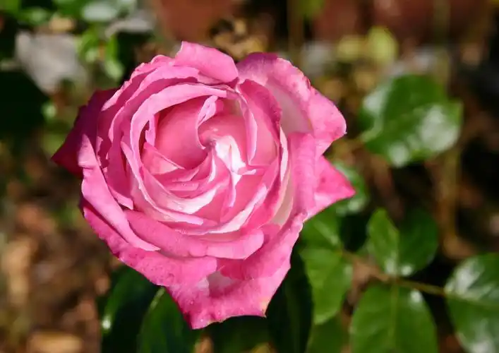 rose,flower,blossom,bloom,pink rose,pink,nature