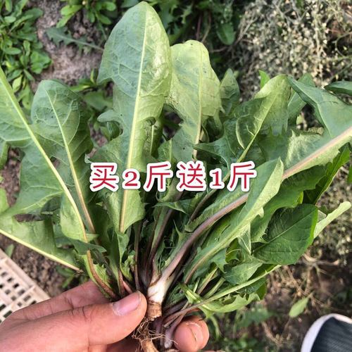 买2份发3斤新鲜蒲公英野生现挖包邮带根嫩叶山野菜婆婆丁新鲜蘸酱