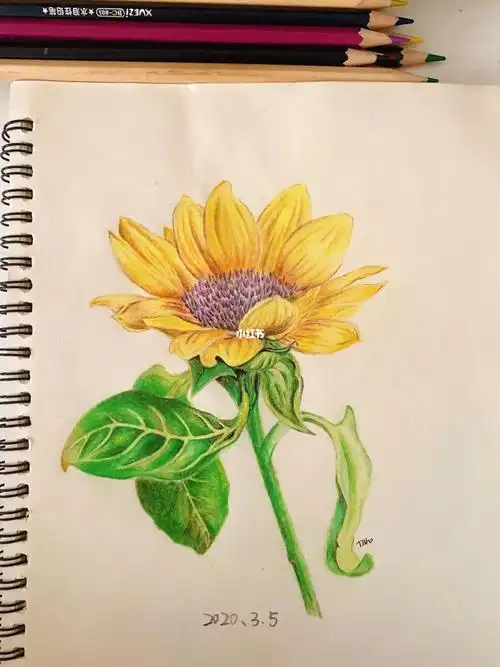 彩铅向日葵教程