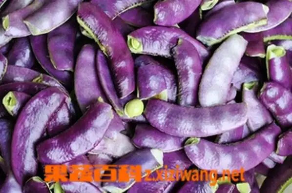 果蔬百科紫色扁豆
