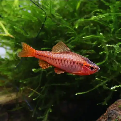 小型热带鱼的饲养方法