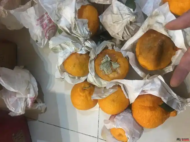 在拼多多商家优味儿买的丑橘变霉菌橘,商家拒绝退款