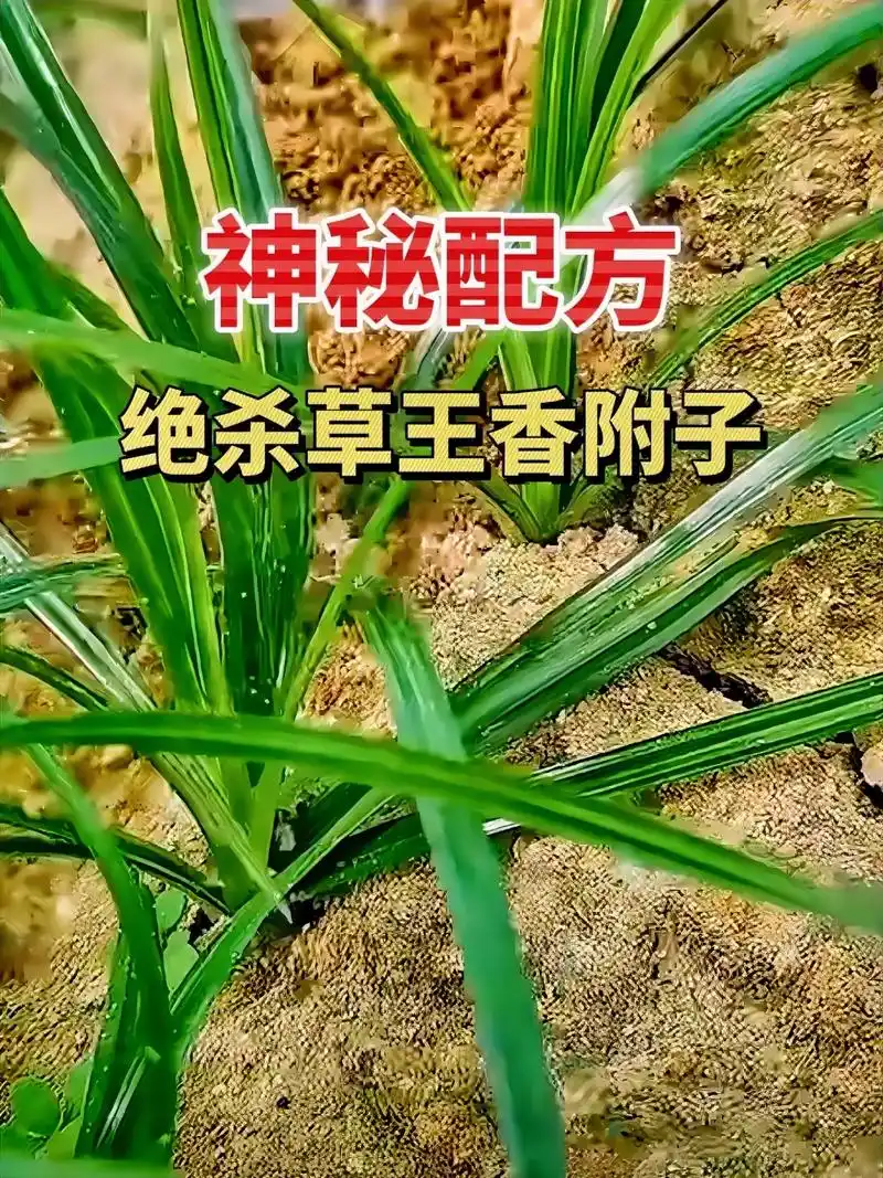 神秘配方绝杀草王香附子#香附子 #香附子除草剂 #香附子防除 - 抖音