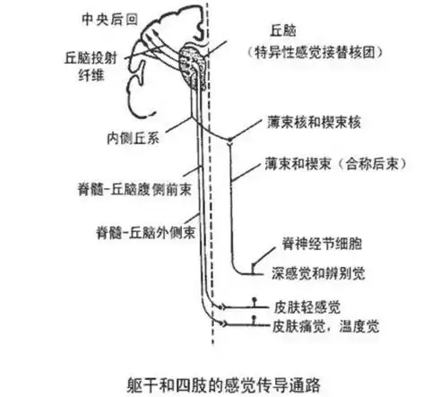 深度解读感觉统合之本体觉