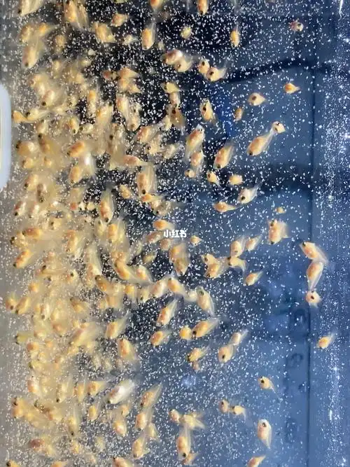 迷你鹦鹉鱼苗喂食