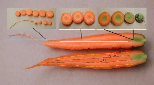 红萝卜 | 相簿分类 | 黑胡桃网路阁 | page 3