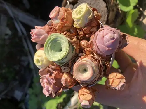 科普:多肉"山地玫瑰"各细分品种de拉丁名&中文名对照全解