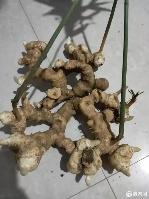 姜形黄精 四年黄精