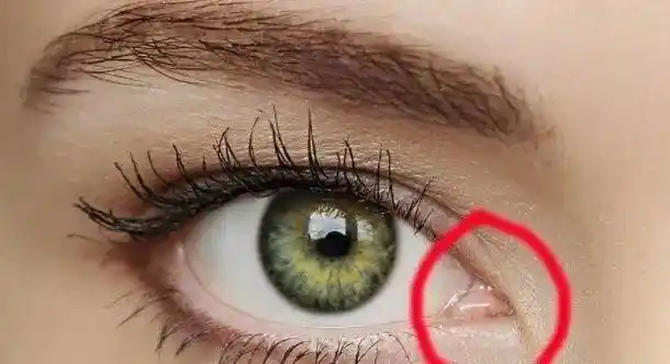 而人类的瞬膜退化为残存在眼内角,不能活动的半月皱襞,而湿润眼球必须