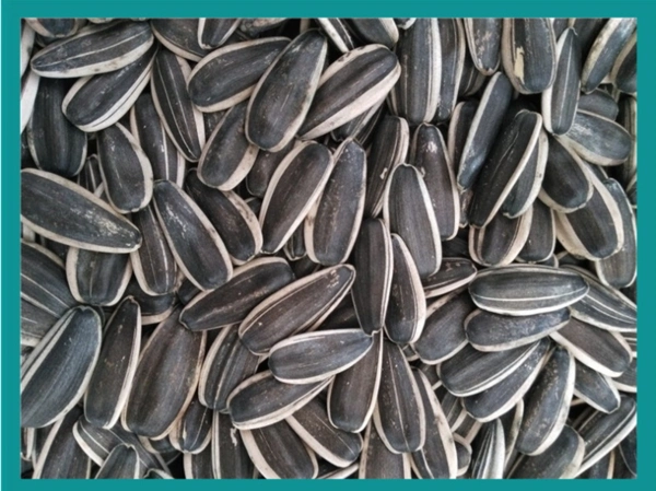 葵花籽葵花子葵花子大葵花籽大瓜子饱满瓜子葵瓜籽