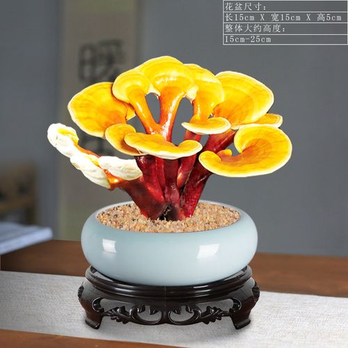 赤灵芝盆景创意盆栽活体种植客厅室内办公室四季常青桌面好养植物