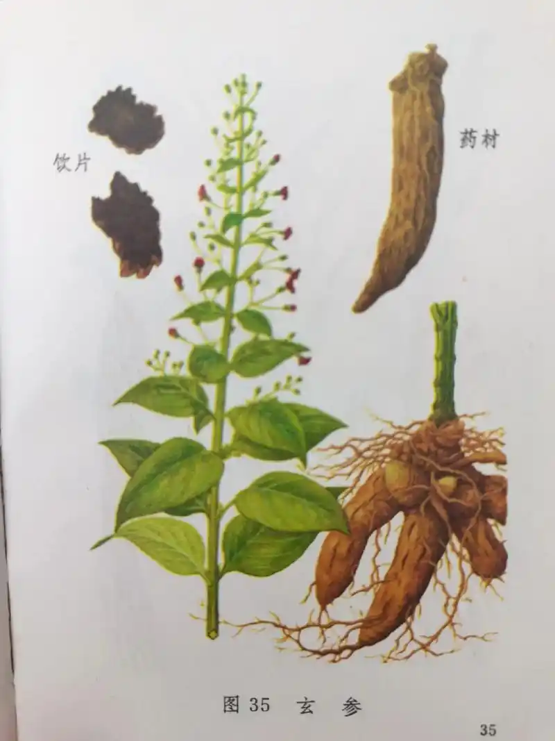 没有内鬼引不来外贼,中国不能没有中医!  别名浙玄参, - 抖音