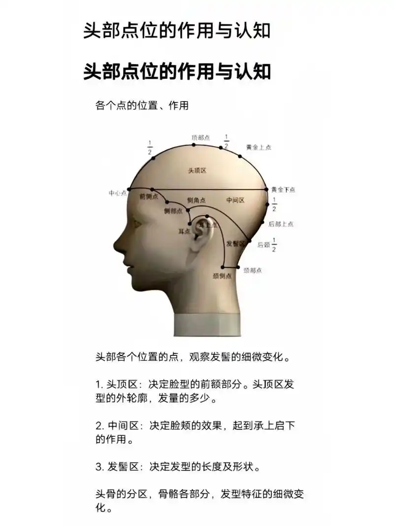 美发教程头部点位的作用头部分区基础 头部各个位置点 决定着发型的