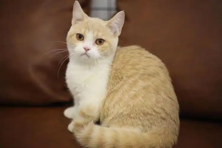 纯乳色乳白英短矮脚找新家