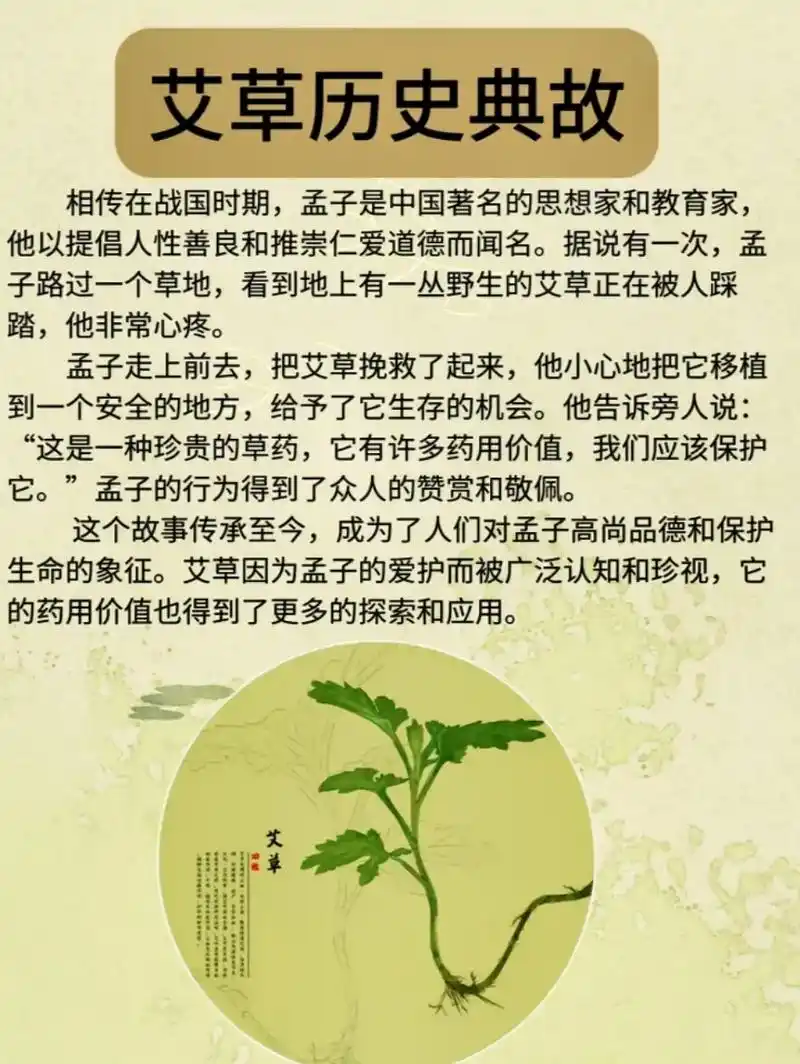 艾草,学名为艾蒿,是一种多年生草本植物.具有丰富的药用成分, - 抖音