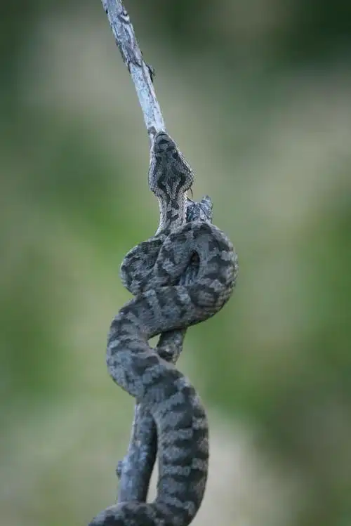 辽宁观鸟之一 ------- 老铁山蛇