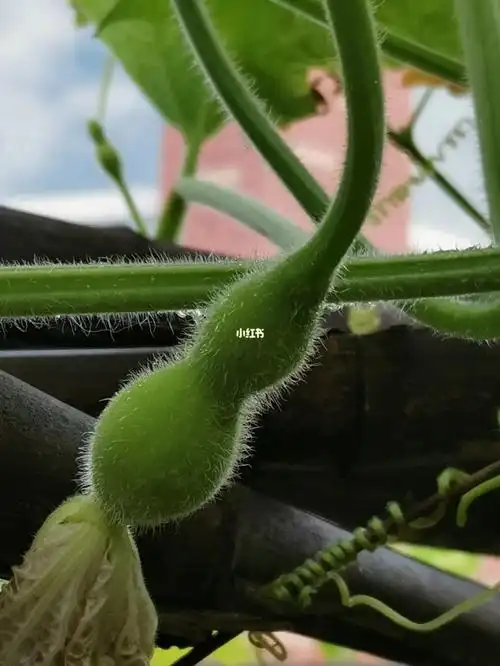 每年用三种方式培育葫芦,一种是买种子自己育苗,一种是购买小苗,一种
