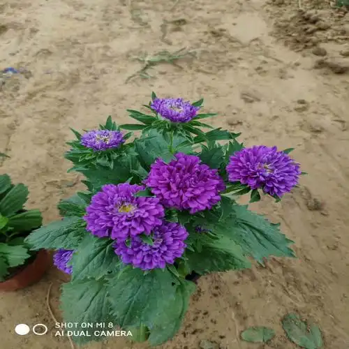 翠菊杯苗供应翠菊小苗