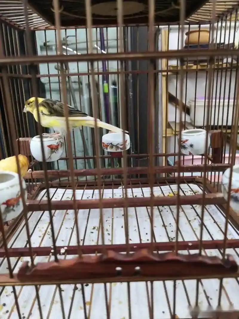 鸟友饲养的变异黄雀,大家看下漂亮吧!