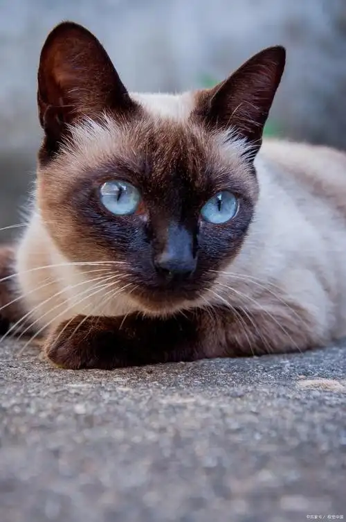 暹罗猫——聪慧优美的宠物