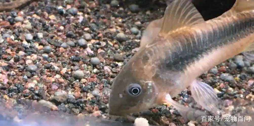 咖啡鼠鱼一般能长多大?