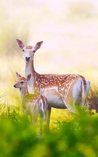 动物高清手机壁纸图集图片-高清背景图-zol手机壁纸