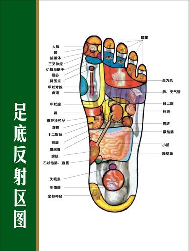 338居家海报展板喷绘贴纸图片14足底反射区图4