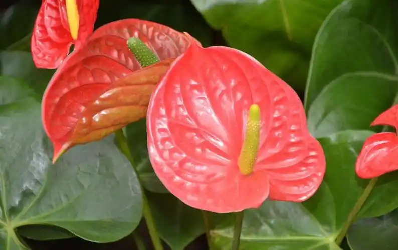 红掌有哪些品种 - 花百科