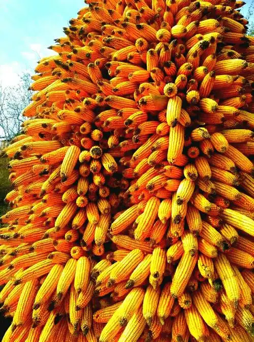 秋天,成熟和收获的季节