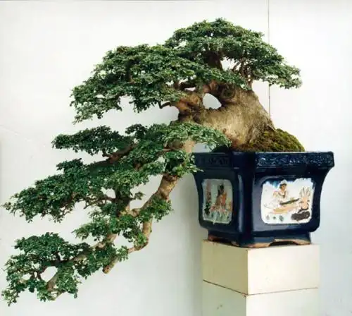 树桩盆景图片欣赏之一(组图)