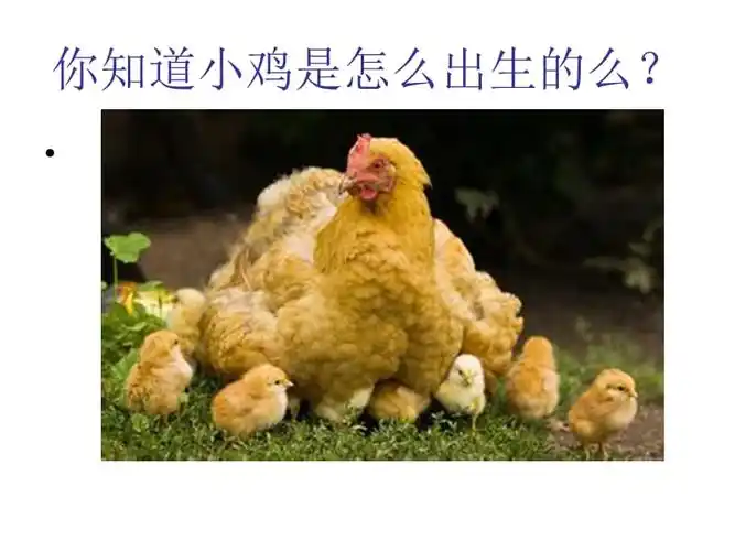 谁的宝宝(胎生动物和卵生动物).ppt