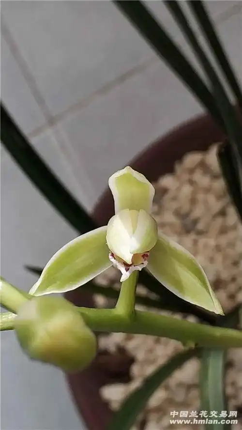 今年的蕙兰这叫水晶花吗